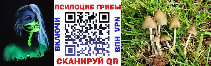 Галлюциногенные грибы MAGIC MUSHROOMS  закладки  Зверево 